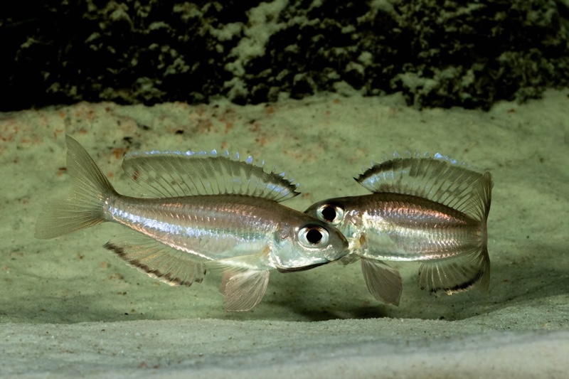 Trematocara marginatum 'Kigoma area'
